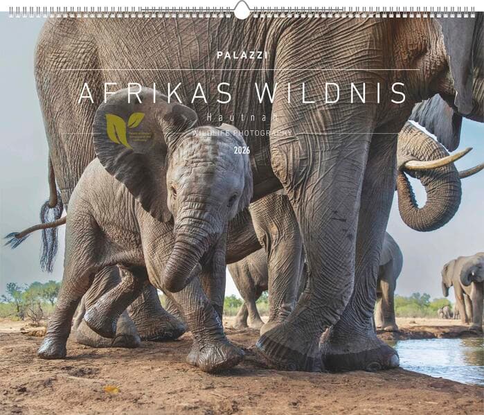 Palazzi - Hautnah – Afrikas Wildnis 2026 – Wandkalender 60×50 cm mit 12 Tierfotografien, Poster-Kalender mit Wildtieren & humorvollen Bildunterschriften
