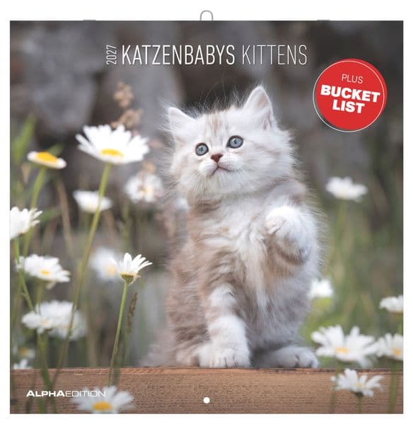 Katzenbabys 2027