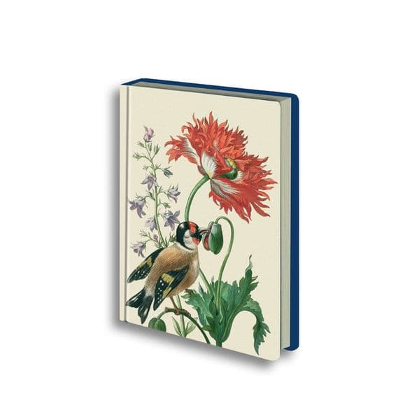 Maria Sibylla Merian: Stieglitz und Mohnblume