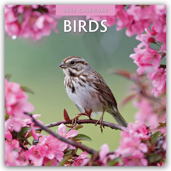 Birds - Vögel 2025 - 16-Monatskalender