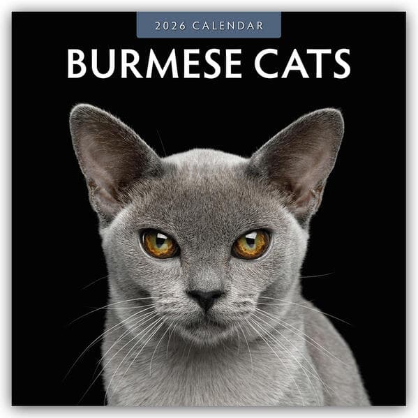 Burmese Cats - Burma-Katzen - Burmese 2026 - 16-Monatskalender