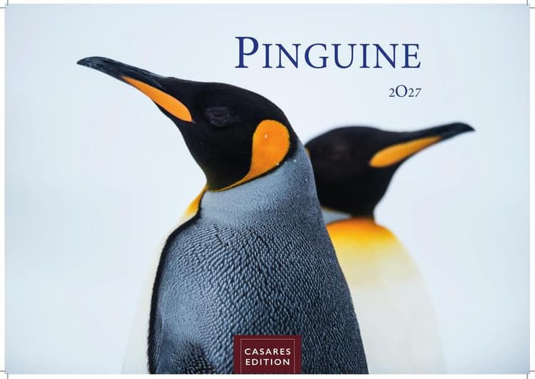 Pinguine Kalender 2027 - Wandkalender | Fotokalender Tierkalender 35x50cm Grosses Format | . mit niedlichen Pinguin-Motiven im antarktischen Lebensraum