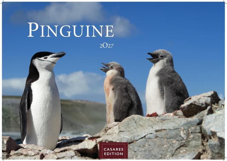 Pinguine Kalender 2027 - Wandkalender | Fotokalender Tierkalender 24x35cm | . mit niedlichen Pinguin-Motiven im antarktischen Lebensraum
