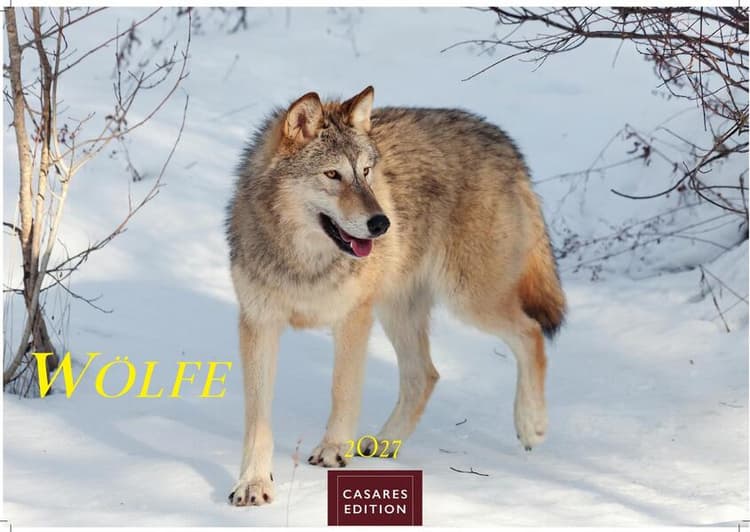 Wölfe Kalender 2027 - Wandkalender | Fotokalender Tierkalender 35x50cm Grosses Format - . mit faszinierenden Wolf-Motiven