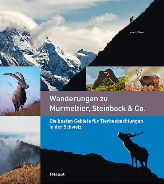 Wanderungen zu Murmeltier, Steinbock & Co