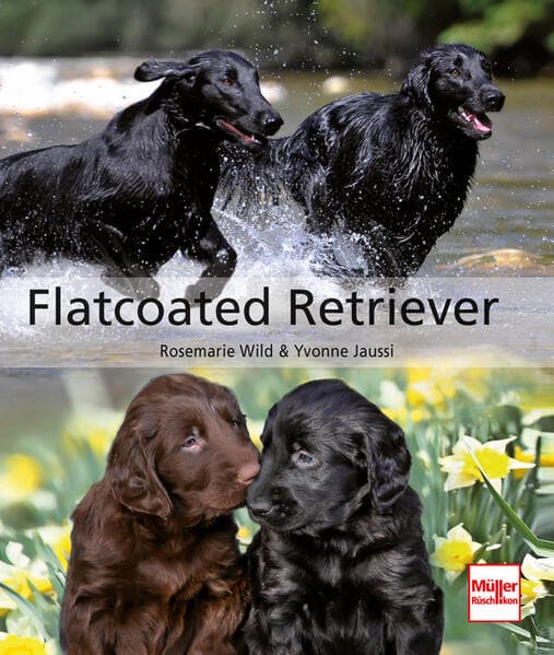 Flatcoated Retriever