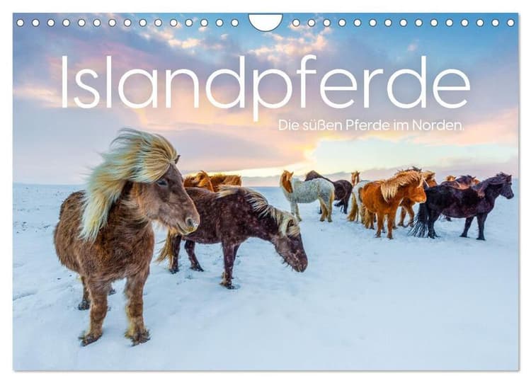 Islandpferde - Die süßen Pferde im Norden. (Wandkalender 2026 DIN A4 quer), CALVENDO Monatskalender