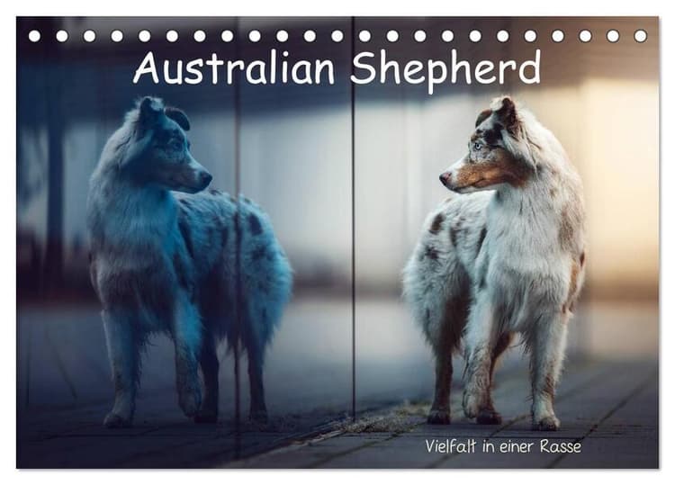 Australian Shepherd - Vielfalt in einer Rasse (Tischkalender 2026 DIN A5 quer), CALVENDO Monatskalender