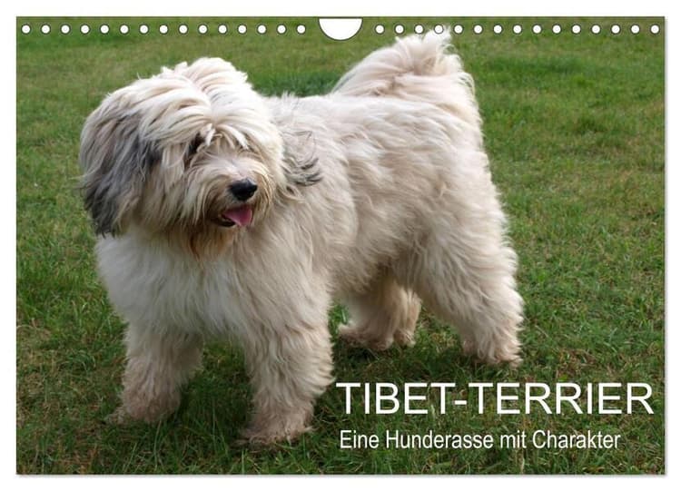Tibet-Terrier - Eine Hunderasse mit Charakter (Wandkalender 2026 DIN A4 quer), CALVENDO Monatskalender