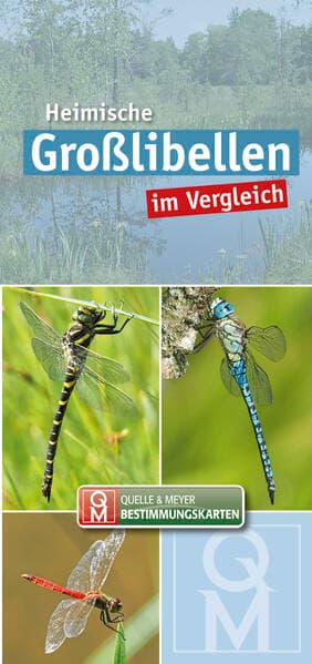 Heimische Großlibellen im Vergleich. 10er-Set
