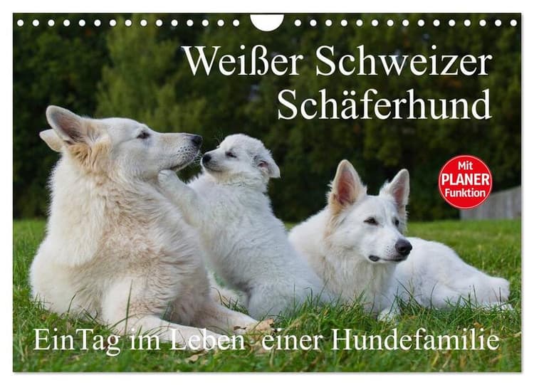 Weißer Schweizer Schäferhund - Ein Tag im Leben einer Hundefamilie (Wandkalender 2026 DIN A4 quer), CALVENDO Monatskalender