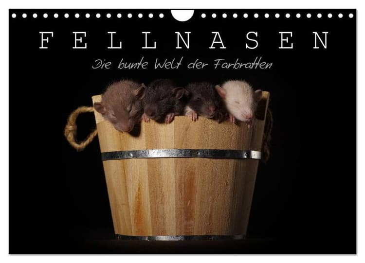 Fellnasen. Die bunte Welt der Farbratten. (Wandkalender 2026 DIN A4 quer), CALVENDO Monatskalender