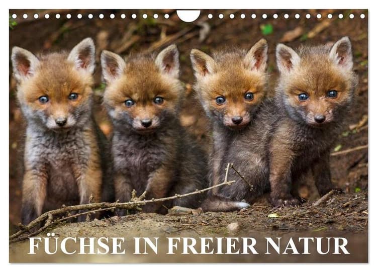 Füchse in freier Natur (Wandkalender 2026 DIN A4 quer), CALVENDO Monatskalender