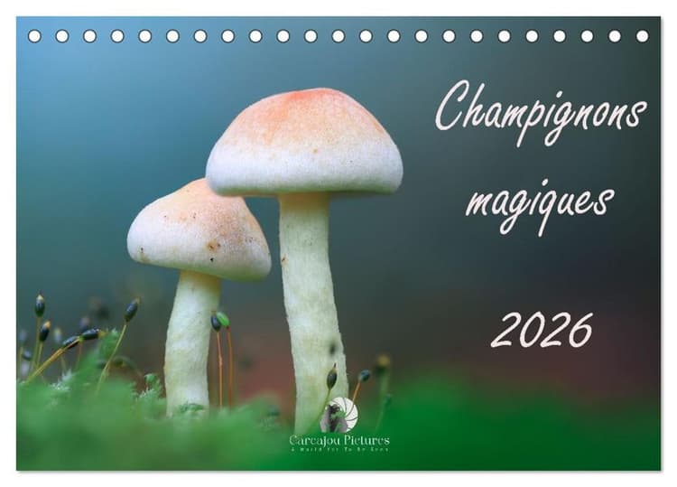 Champignons magiques (Calendrier de bureau 2026 DIN A5 vertical), CALVENDO calendrier mensuel
