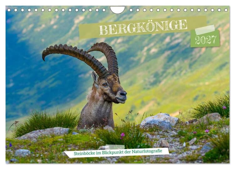 Bergkönige - Steinböcke im Blickpunkt der Naturforografie (Wandkalender 2027 DIN A4 quer), CALVENDO Monatskalender