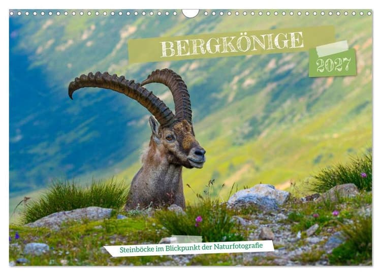 Bergkönige - Steinböcke im Blickpunkt der Naturforografie (Wandkalender 2027 DIN A3 quer), CALVENDO Monatskalender