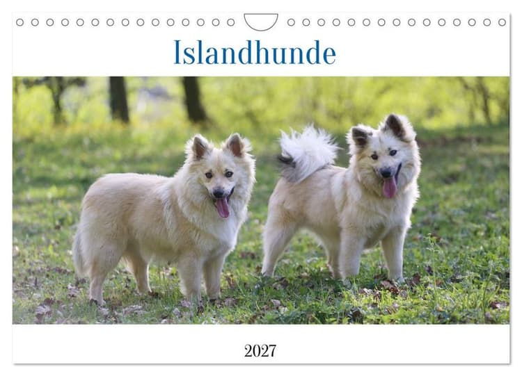Islandhunde (Wandkalender 2027 DIN A4 quer), CALVENDO Monatskalender