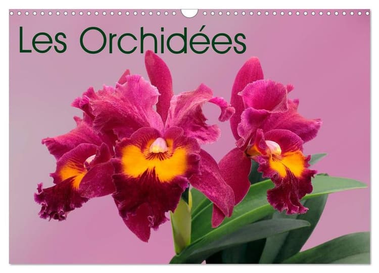 Les Orchidées (Calendrier mural 2027 DIN A3 vertical), CALVENDO calendrier mensuel