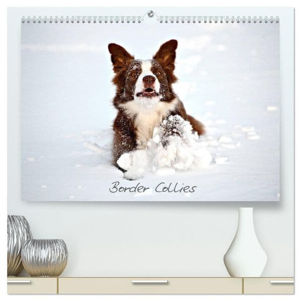 Border Collies (hochwertiger Premium Wandkalender 2027 DIN A2 quer), Kunstdruck in Hochglanz