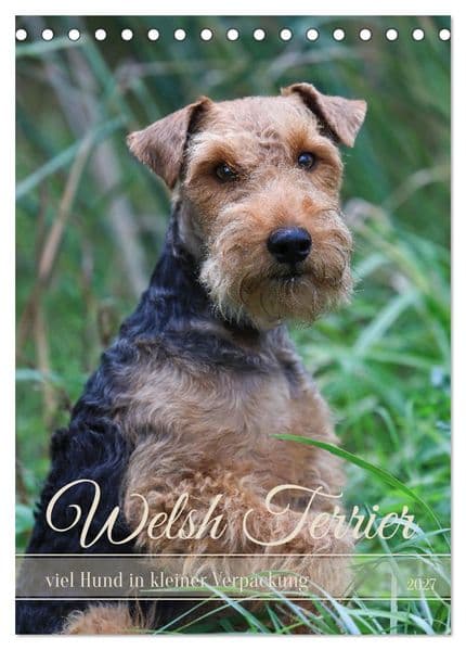Welsh Terrier - viel Hund in kleiner Verpackung (Tischkalender 2027 DIN A5 hoch), CALVENDO Monatskalender