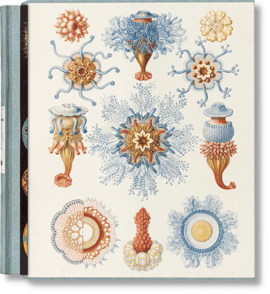 The Art and Science of Ernst Haeckel