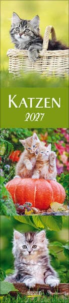 Katzen Langplaner 2027