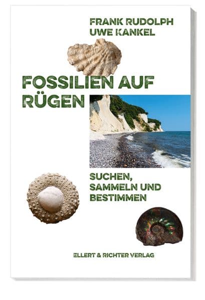 Fossilien auf Rügen