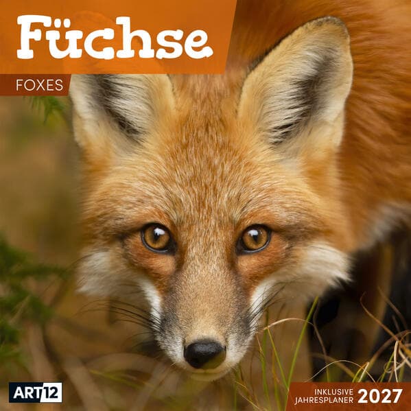 Füchse Kalender 2027 - 30x30 - Art12