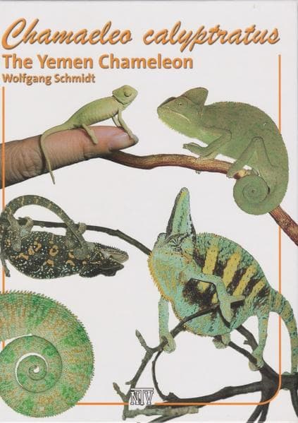 Chamaeleo Calyptratus