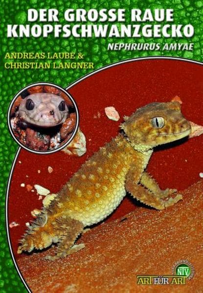 Der Große Raue Knopfschwanzgecko