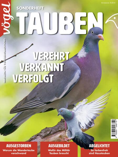 Tauben