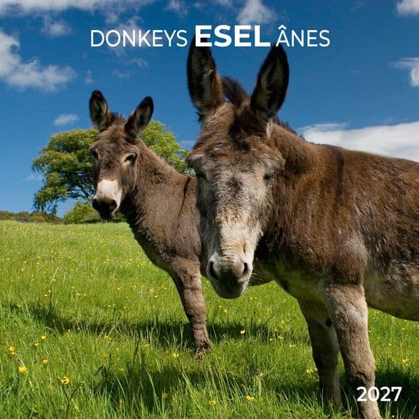 Esel / Donkeys 2027
