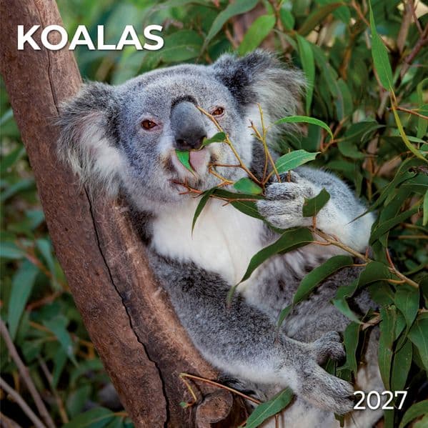 Koalas 2027