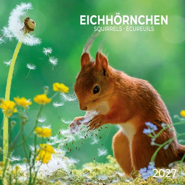 Eichhörnchen / Squirrels 2027