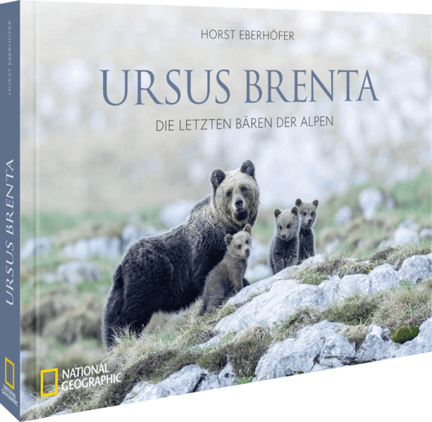 Ursus Brenta — Die Rückkehr der Bären in die Alpen