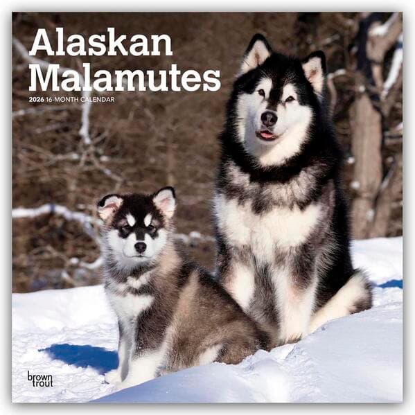 Alaskan Malamutes 2026 - 16-Monatskalender
