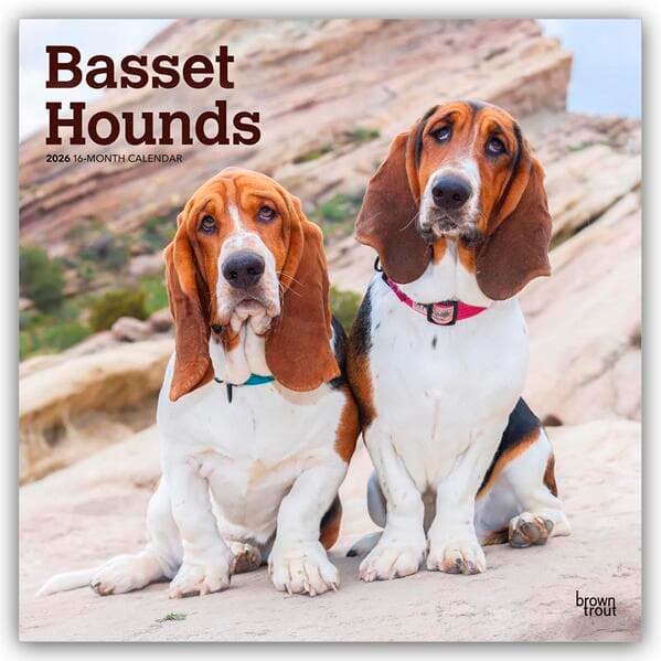 Basset Hounds 2026 - 16-Monatskalender