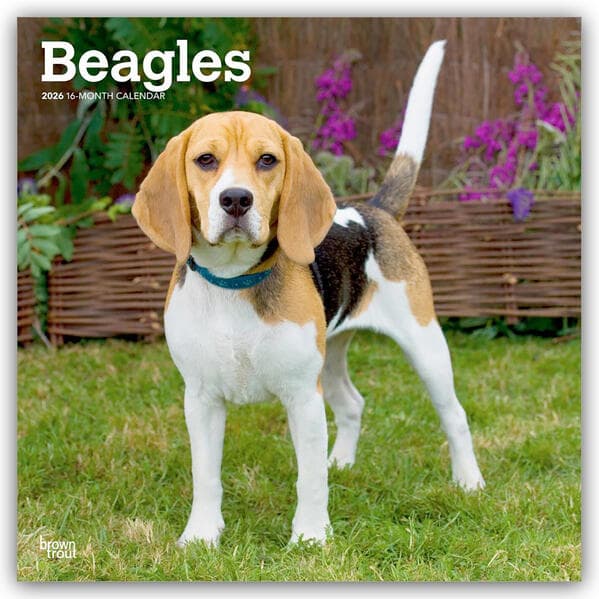 Beagles 2026 - 16-Monatskalender