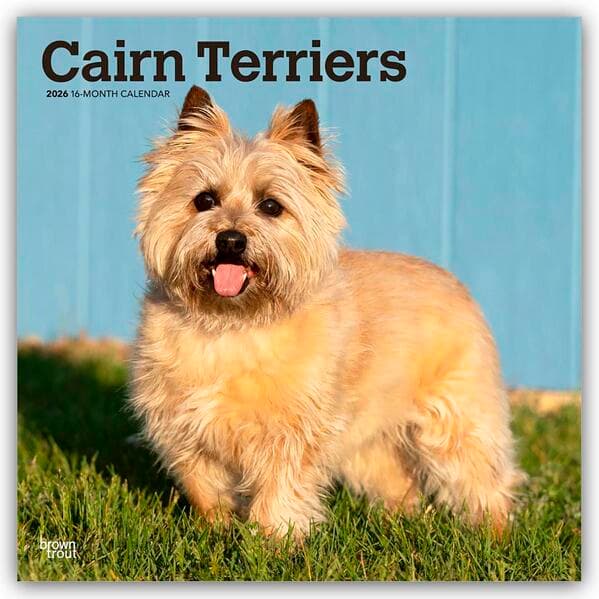 Cairn Terriers 2026 - 16-Monatskalender