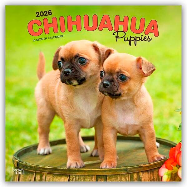 Chihuahua Puppies - Chihuahua Welpen 2026 - 16-Monatskalender