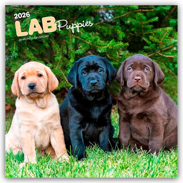 Labrador Retriever Puppies - Labrador Retriever Welpen 2026 - 16-Monatskalender