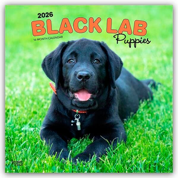Black Labrador Retriever Puppies - Schwarze Labrador Retriever Welpen 2026 - 16-Monatskalender