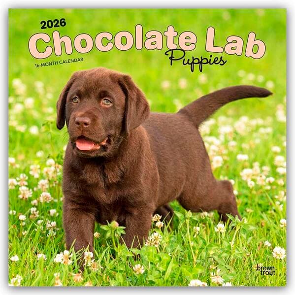 Chocolate Labrador Retriever Puppies - Braune Labrador Retriever Welpen 2026 - 16-Monatskalender