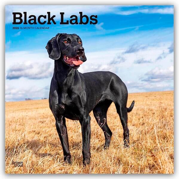 Black Labrador Retriever - Schwarze Labrador Retriever 2026 - 16-Monatskalender