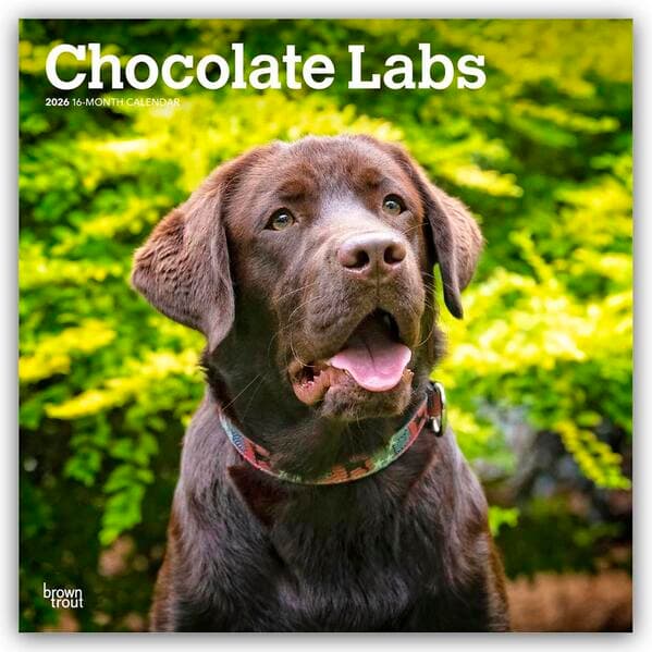 Chocolate Labrador Retriever - Brauner Labrador Retriever 2026 - 16-Monatskalender