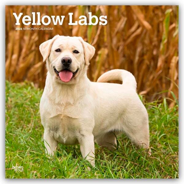 Yellow Labrador Retriever - Gelber Labrador Retriever 2026 - 16-Monatskalender