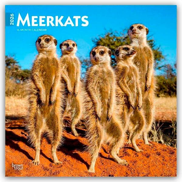 Meerkats - Erdmännchen 2026 - 16-Monatskalender