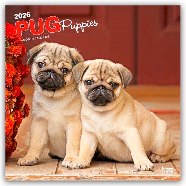 Pug Puppies - Mops Welpen 2026 - 16-Monatskalender