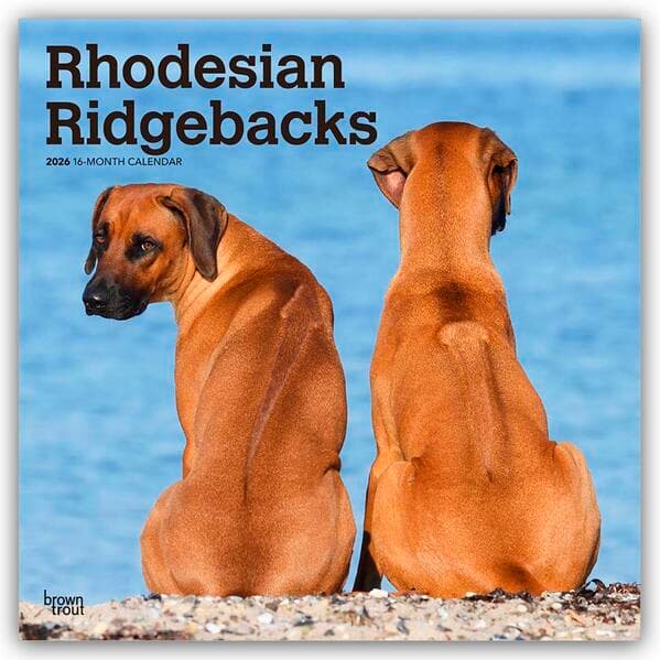 Rhodesian Ridgebacks - Rhodesian Ridgeback 2026 - 16-Monatskalender