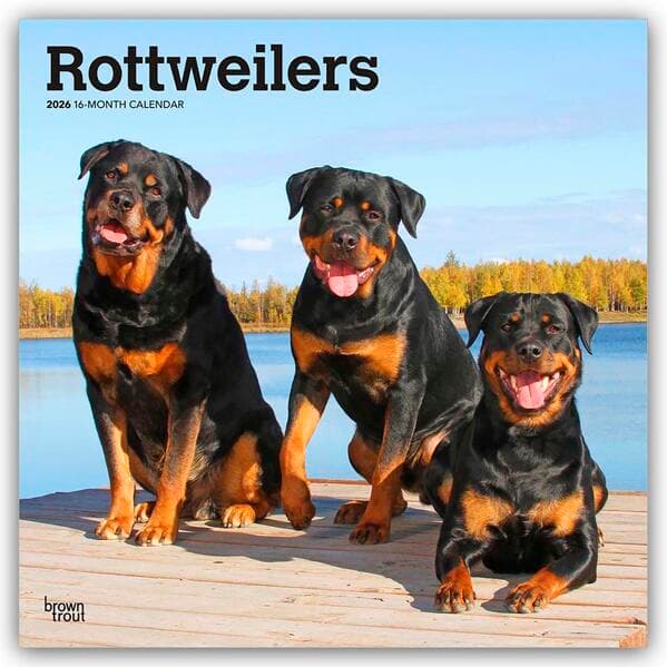 Rottweilers - Rottweiler 2026 - 16-Monatskalender